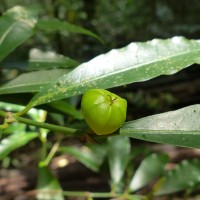 Excoecaria oppositifolia Griff.